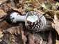 Párducgalóca (Amanita pantherina), Somogy